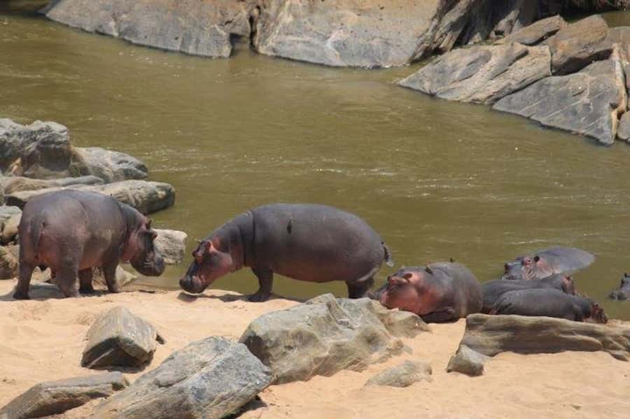 Nairobi: 5 Days Maasai Mara, Nakuru & Naivasha Tour - Lake Nakuru’s rhinos and flamingos, then Naivasha hippos by boat