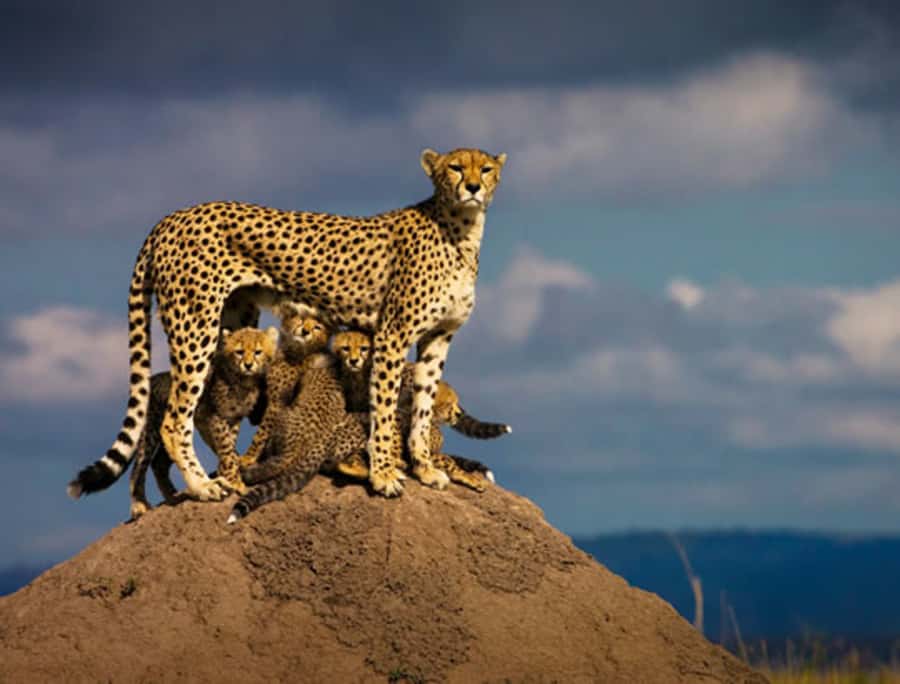 Nairobi: 5 Days Maasai Mara, Nakuru & Naivasha Tour - Day 2 in Maasai Mara: Big Five hunting, Mara River vibes, and picnic lunch
