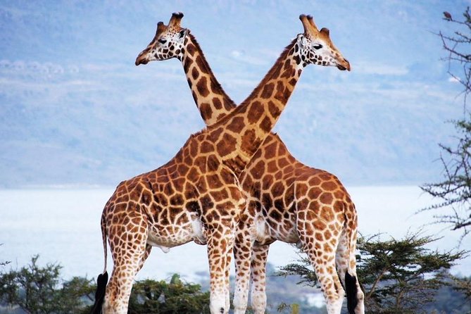 Nairobi Airport Layover Half Day Tour Nairobi National Park - How Pickup Works So You Do Not Miss Your Driver