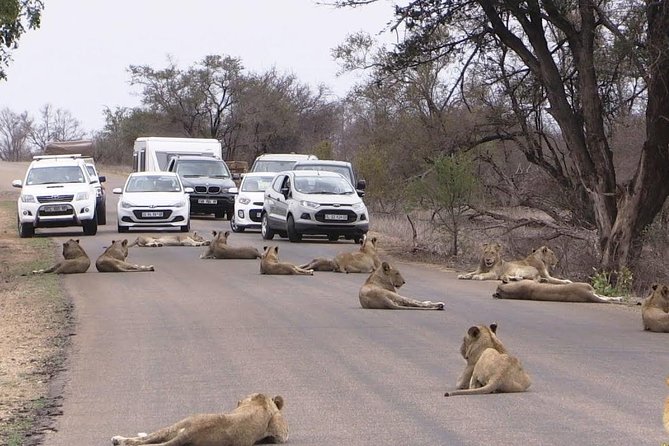 Nairobi Airport Layover Half Day Tour Nairobi National Park - Price and Value: What the $82.14 Fee Includes and What Comes Extra