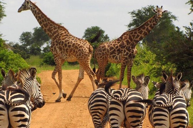 Nairobi Airport Layover Half Day Tour Nairobi National Park - Group Size and the Comfort Factor of a Small Safari Van