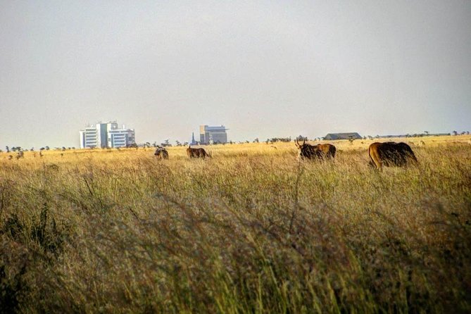 Nairobi Airport Layover Half Day Tour Nairobi National Park - Timing Tips for Real Layovers: Make This Work With Your Flight