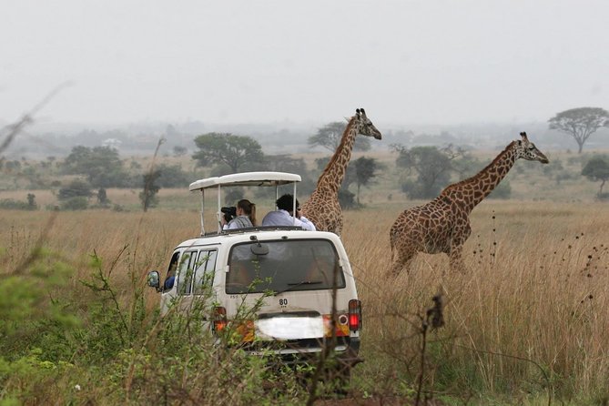 Nairobi Airport Layover Half Day Tour Nairobi National Park - Nairobi National Park Game Drive in a Tight 4-Hour Window
