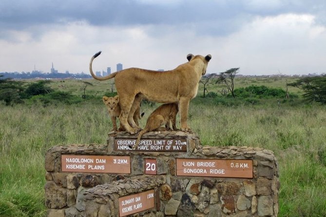 Nairobi Airport Layover Half Day Tour to Nairobi National Park - Pickup, Pop-Up Roof Van, and Why Timing Matters