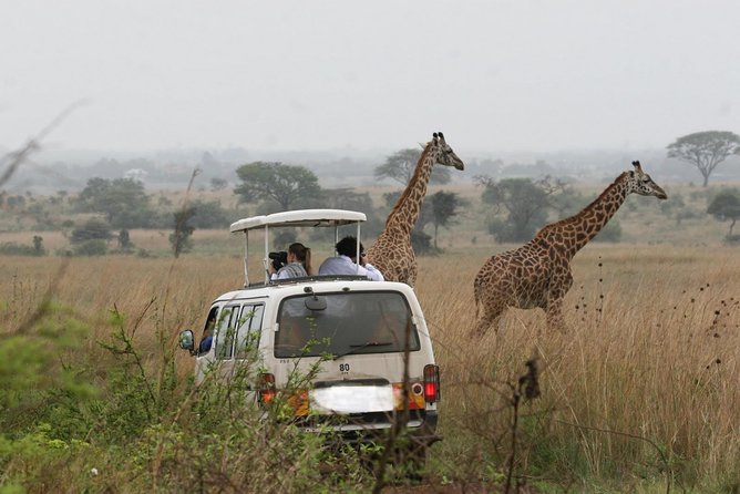 Nairobi Airport Layover Half Day Tour to Nairobi National Park - Animals, Birds, and the Skyline Factor