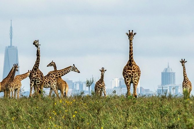 Nairobi Airport Layover Half Day Tour to Nairobi National Park - Price and Logistics: What $95 Really Covers