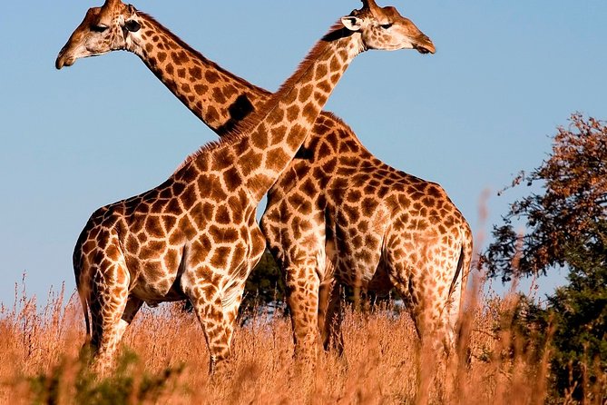Nairobi Airport Layover Half Day Tour to Nairobi National Park - Who This Tour Fits Best (Solo, Families, Tight Connections)