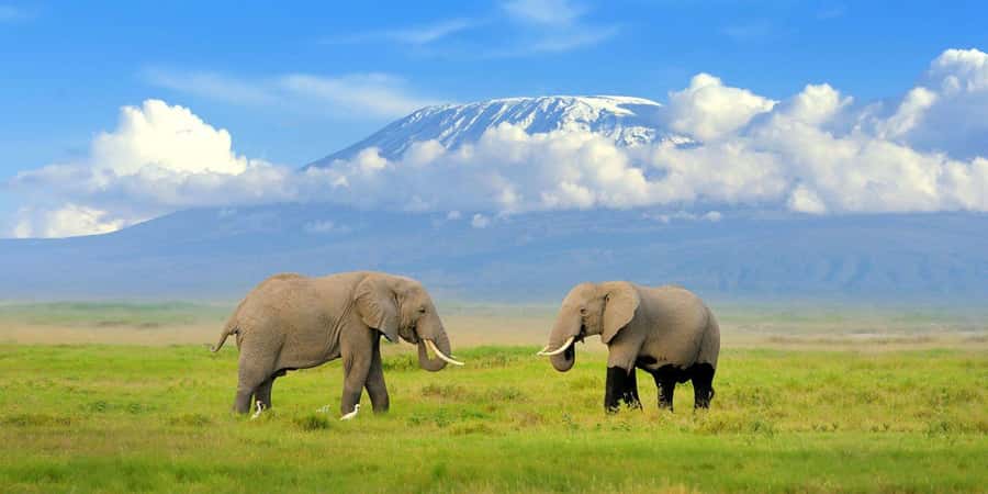 Nairobi: Amboseli National Park Day Trip with Masai Village - Key things to know before you go