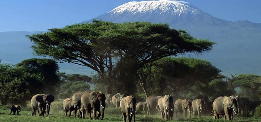 Nairobi: Amboseli National Park Day Trip with Masai Village - Getting from Nairobi to Amboseli: the long drive that sets the tone