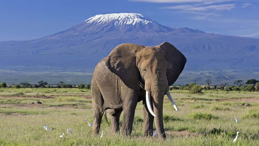 Nairobi: Amboseli National Park Day Trip with Masai Village - Lunch at Oltukai Lodge and how to think about timing
