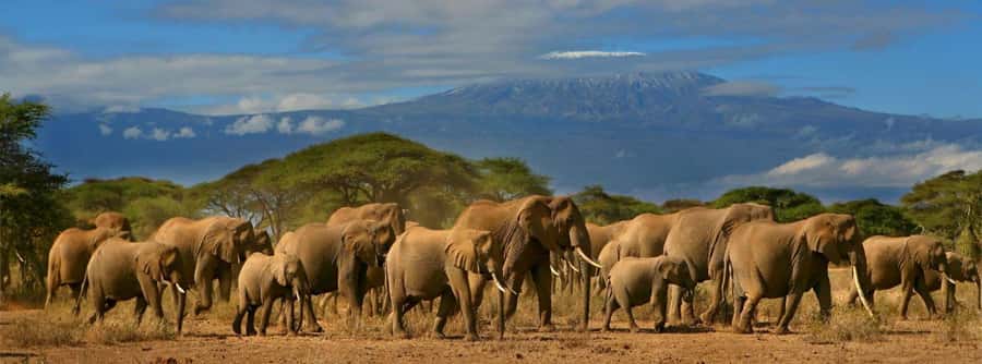 Nairobi: Amboseli National Park Day Trip with Masai Village - Optional Maasai village visit: culture, costs, and respect