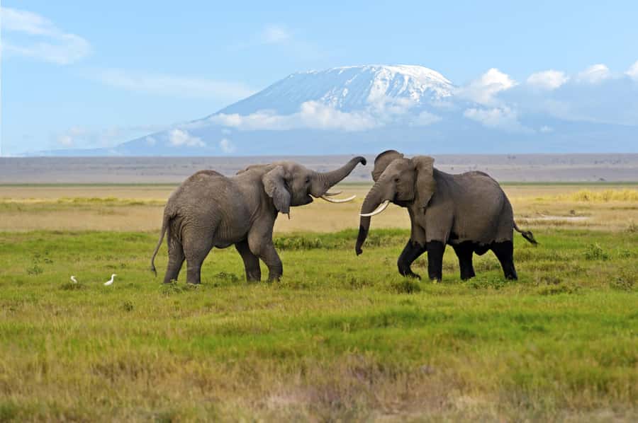 Nairobi: Amboseli National Park Day Trip with Masai Village - The return drive to Nairobi: what your day feels like