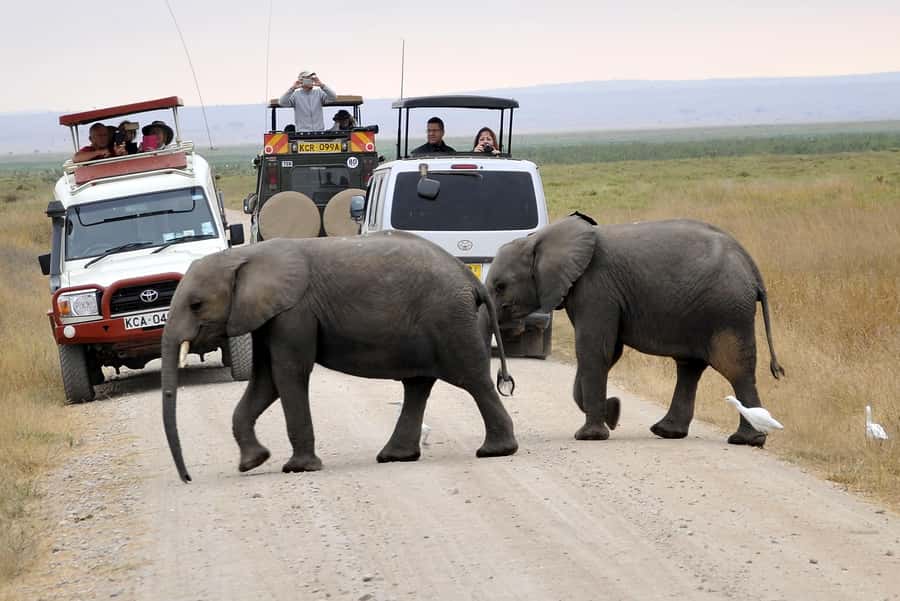 Nairobi: Amboseli National Park Tour & Maasai Village Visit - Amboseli Safari Drive: How the Guide Finds Animals and Makes It Click