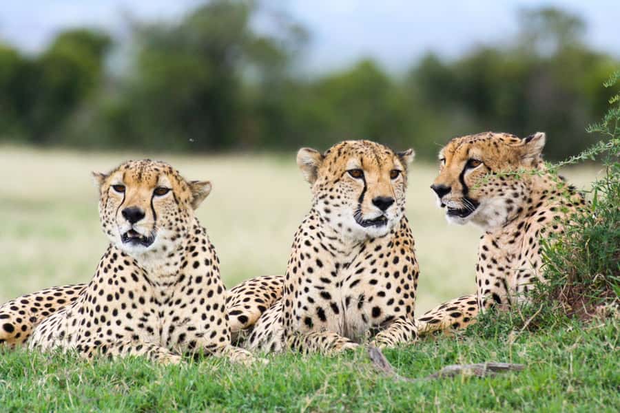 Nairobi: Amboseli National Park Tour & Maasai Village Visit - The Value Math: $320 for the Day, Plus Park Fees and the Real Costs