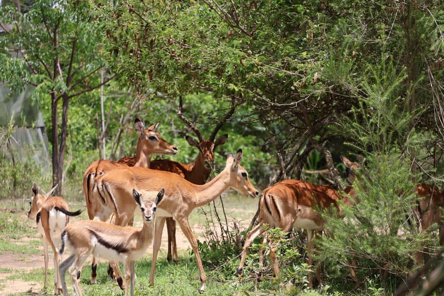 Nairobi: ATV/Quad Bike Wildlife Safari with Transfers & meal - ATV wildlife safari in Machakos County, the Nairobi option that feels more hands-on