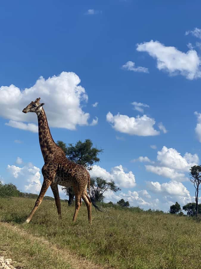 Nairobi: ATV/Quad Bike Wildlife Safari with Transfers & meal - The ride: dusty paths, open savannah, and how long you’re actually on the quad
