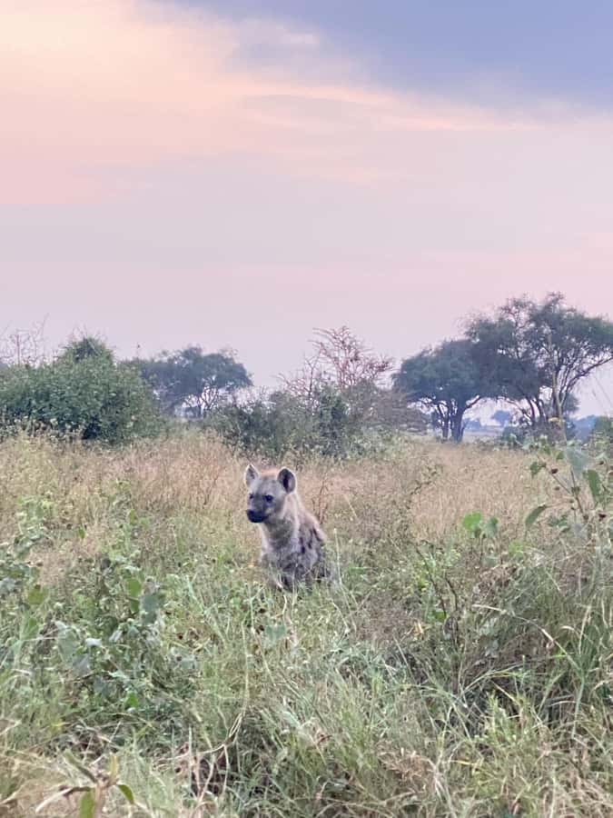 Nairobi: ATV/Quad Bike Wildlife Safari with Transfers & meal - Lunch after the dust: three courses by the pool or in the garden