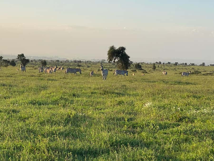 Nairobi: ATV/Quad Bike Wildlife Safari with Transfers & meal - Price and value: what $190 includes and why it can be worth it