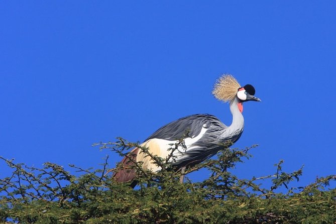 Nairobi City Tour - Nairobi National Museum and Snake Park: your culture plus animals combo