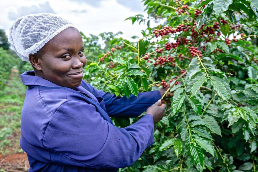 Nairobi: Coffee Factory and Farm Tour with Transfer - Key reasons this Fairview coffee tour is a smart half-day