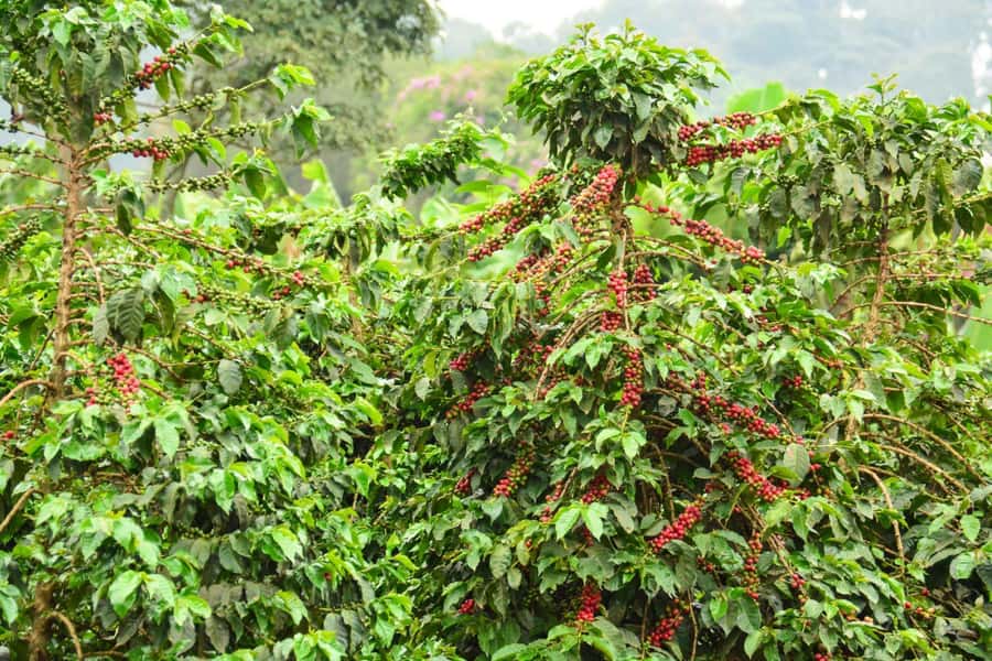 Nairobi: Coffee Factory and Farm Tour with Transfer - Should you book Nairobi Coffee Factory and Farm Tour with Transfer?