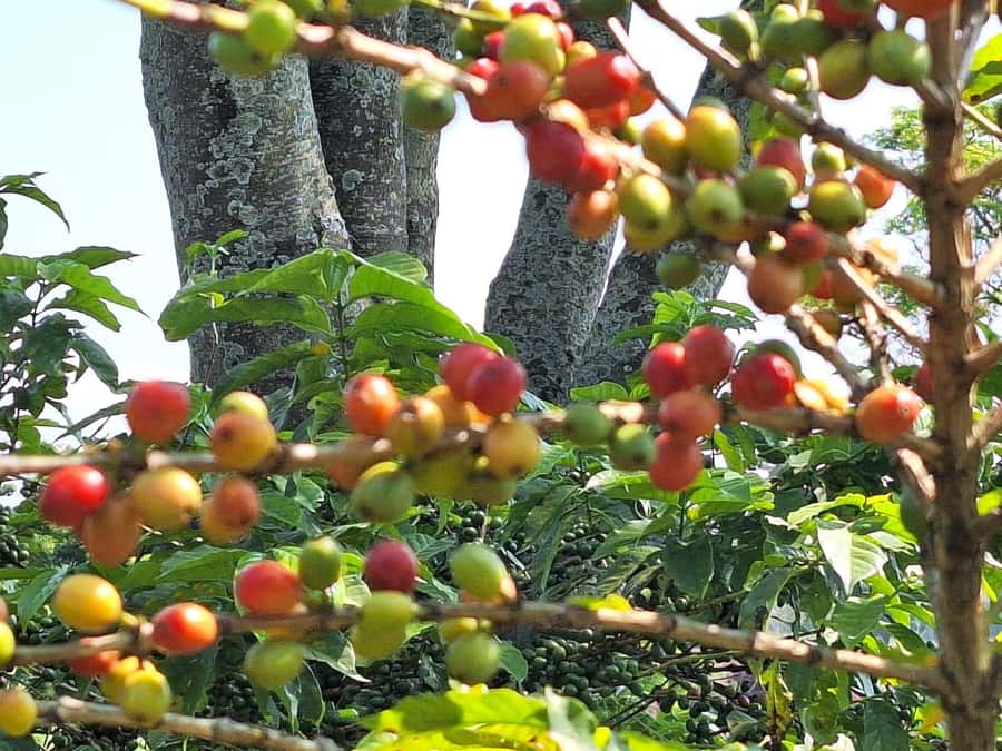 Nairobi: Coffee farm tour with pick up - The farm walk: sustainable growing you can actually see
