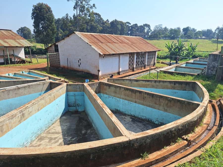 Nairobi: Coffee farm tour with pick up - Coffee tasting with real flavor cues