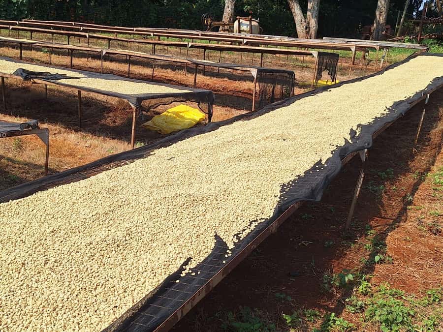 Nairobi: Coffee farm tour with pick up - Quick checklist to make your day smoother