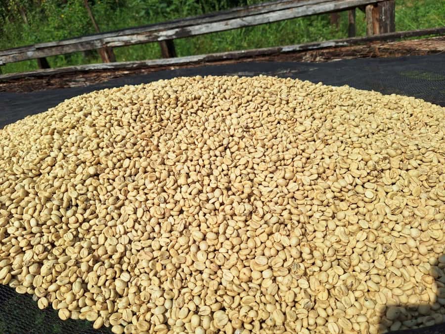 Nairobi: Coffee farm tour with pick up - Nairobi pickup and timing: how to plan so it stays easy