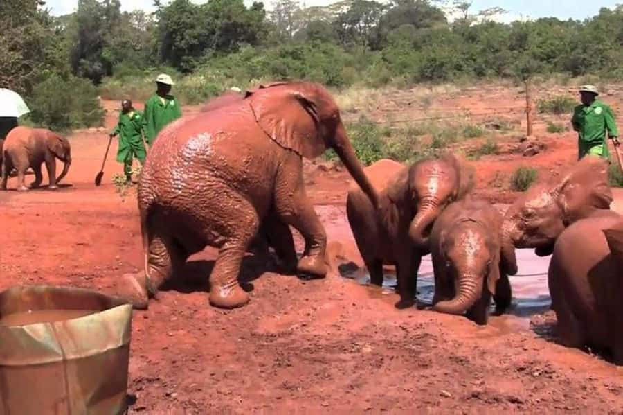 Nairobi: David Sheldrick Elephant Orphanage Visit - Key things to know before you go