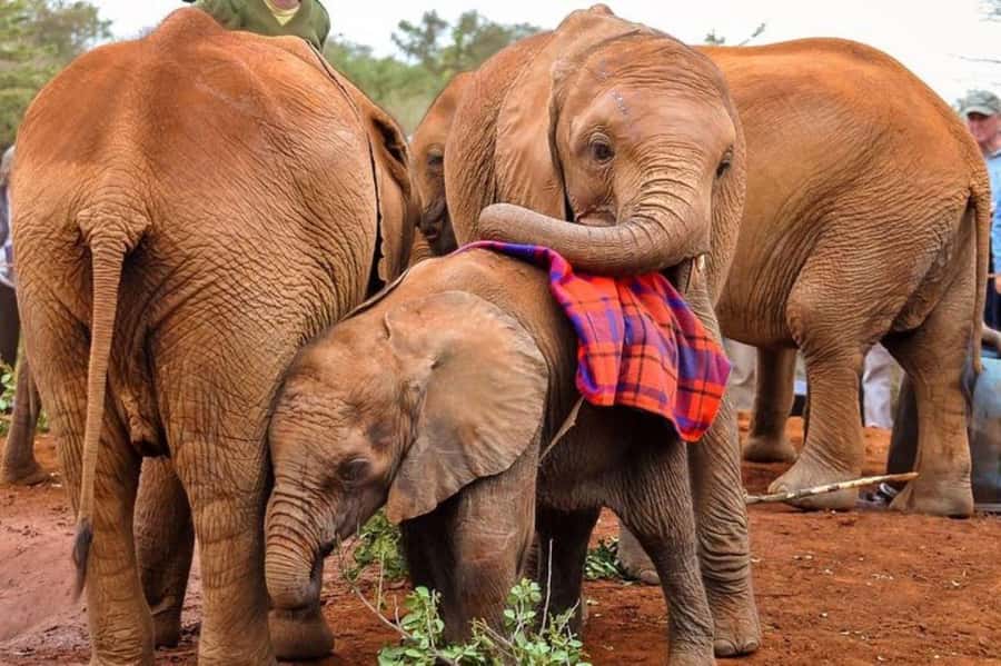 Nairobi: David Sheldrick Elephant Orphanage Visit - Who this private tour is best for (and who should skip it)