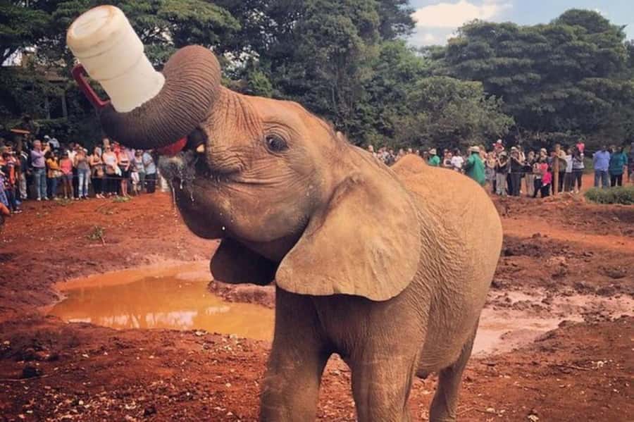 Nairobi: David Sheldrick Elephant Orphanage Visit - Nairobi to the orphanage: how the one-hour window actually feels