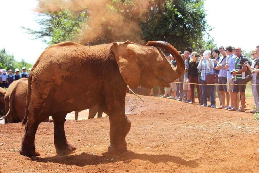 Nairobi: David Sheldrick Elephant Orphanage Visit - The one-hour show: feeding, play, and what to watch for