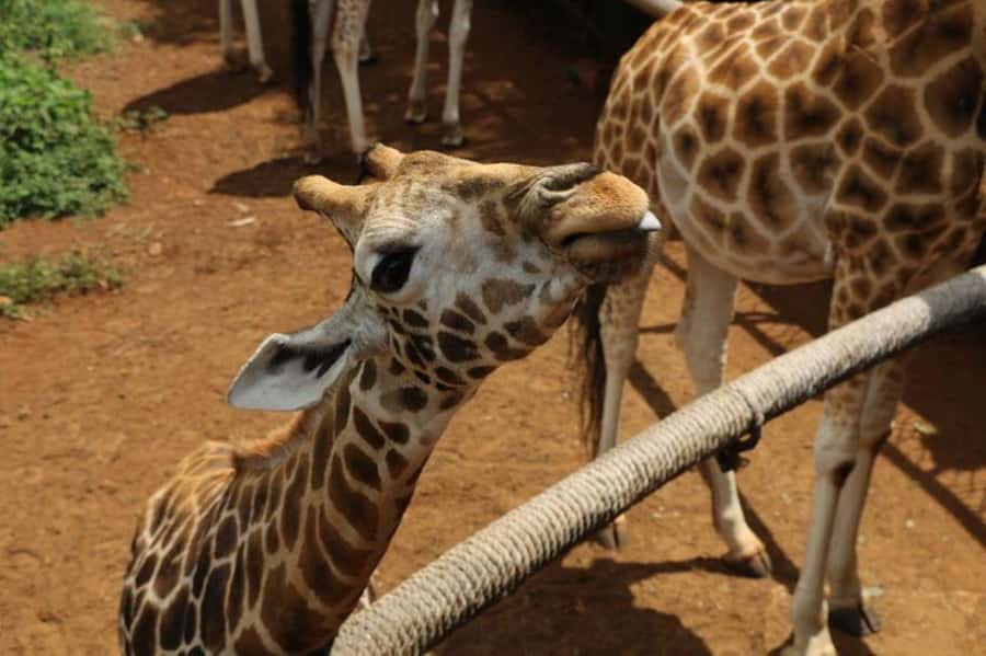 Nairobi: David Sheldrick Elephant Orphanage Visit - Price and the fee puzzle: what $85 really buys