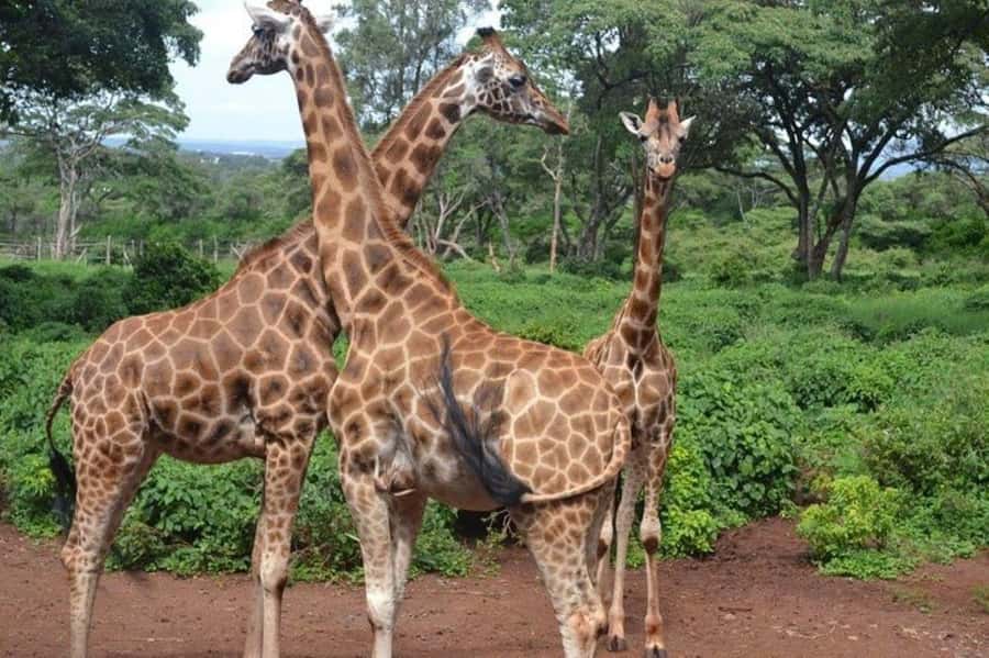 Nairobi: David Sheldrick Elephant Orphanage Visit - Timing and meals: fitting the visit into a Nairobi day