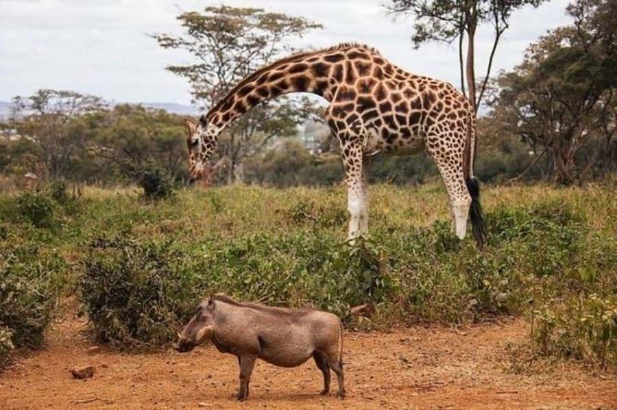 Nairobi: David Sheldrick Elephant Orphanage Visit - What to bring, what to wear, and how to get better photos