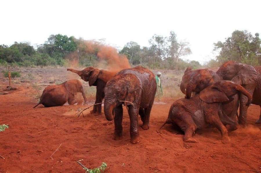 Nairobi: David Sheldrick Elephant Orphanage Visit - Hotel pickup and the drive: convenience with a side of logistics
