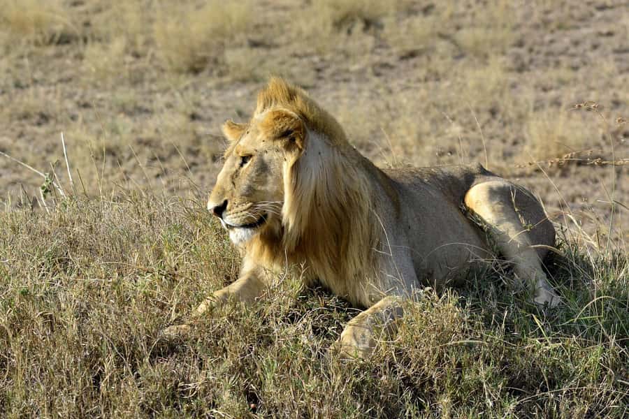 Nairobi: Day Tour to Amboseli National Park & Maasai Village - Key takeaways before you go