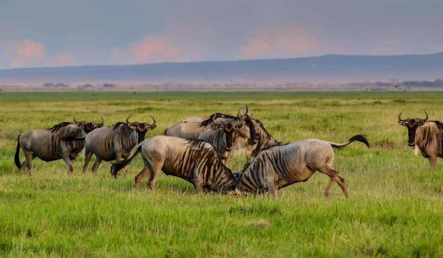 Nairobi: Day Tour to Amboseli National Park & Maasai Village - From Nairobi to Amboseli, what the day feels like