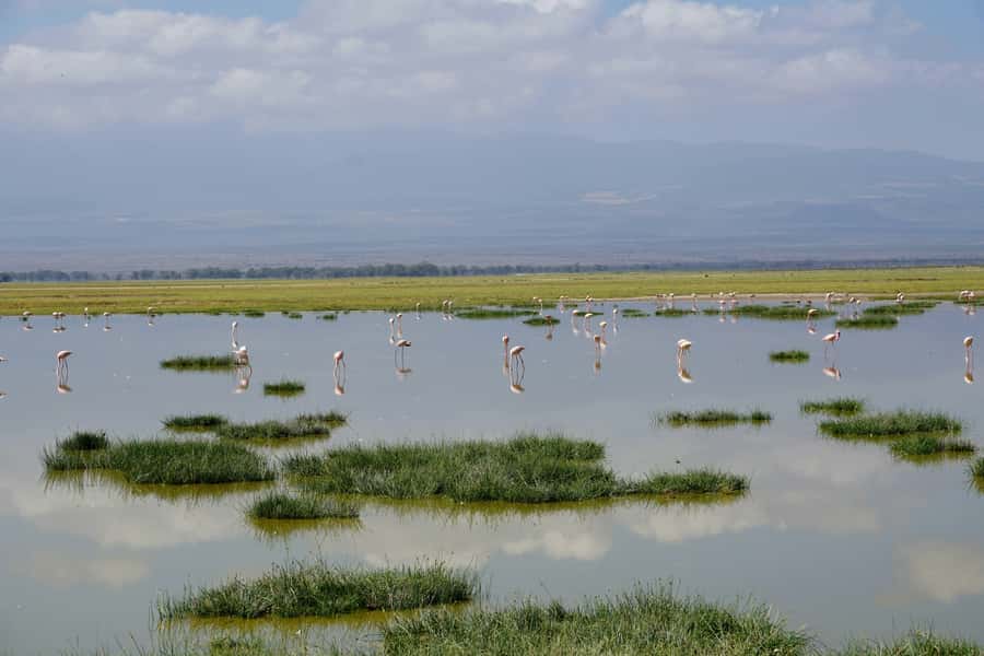 Nairobi: Day Tour to Amboseli National Park & Maasai Village - Lunch break and comfort: what to plan for so the day doesn’t drain you
