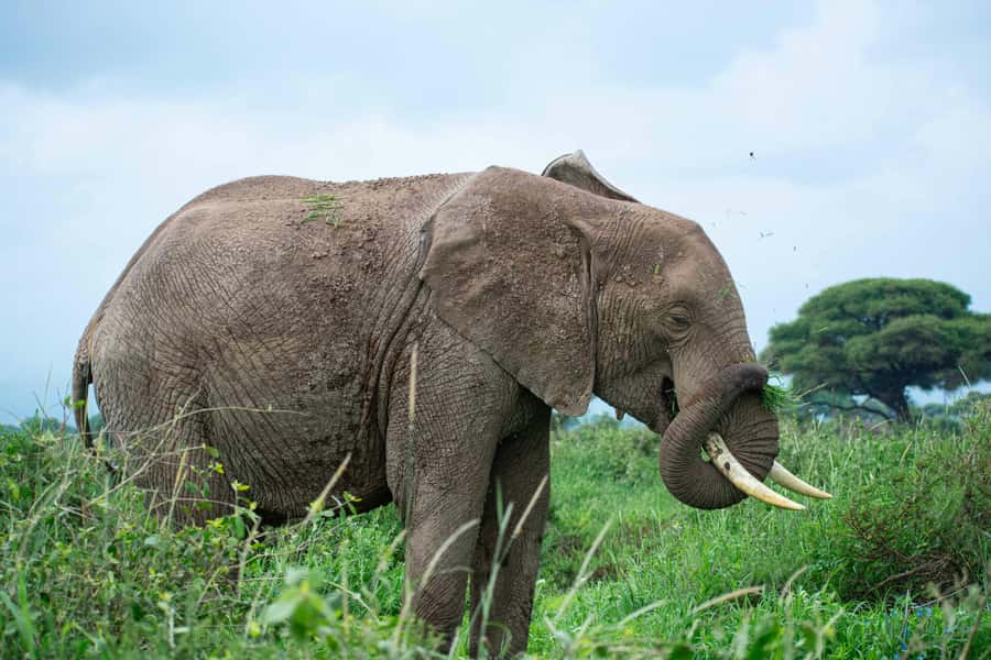 Nairobi: Day Tour to Amboseli National Park & Maasai Village - Maasai village visit: dance, beadwork, and how to keep it respectful
