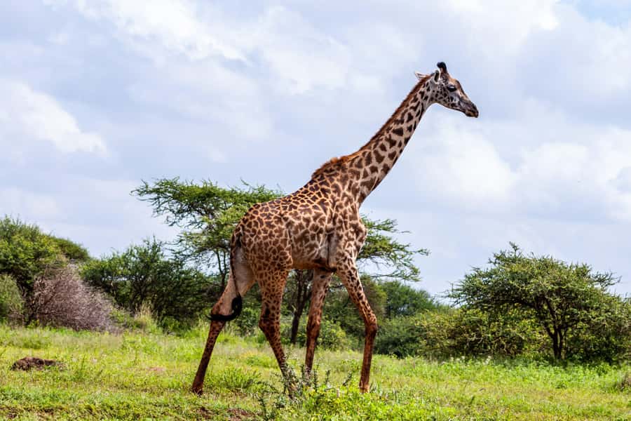 Nairobi: Day Tour to Amboseli National Park & Maasai Village - Should you book this Nairobi to Amboseli and Maasai village day tour?