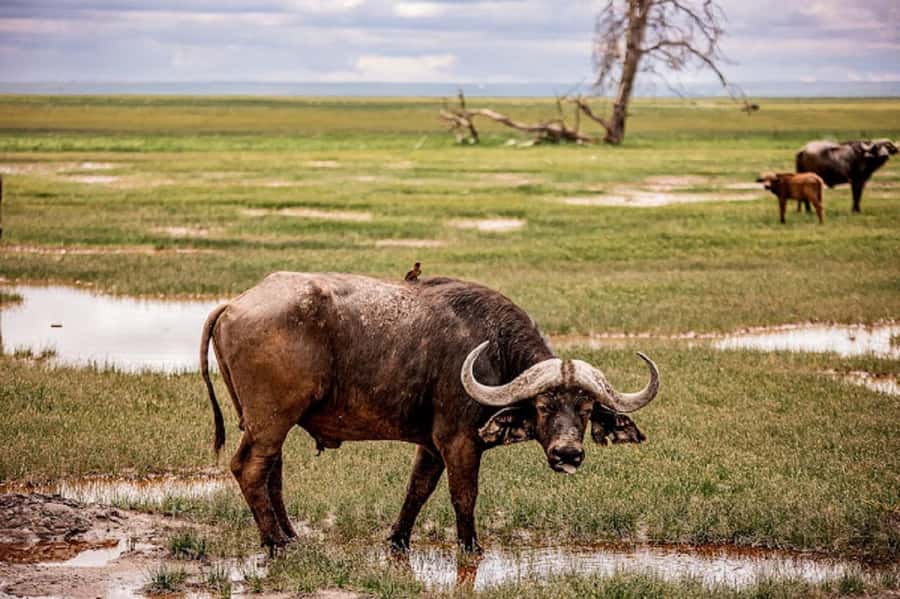 Nairobi: Day Trip to Amboseli National Park - Key highlights at a glance