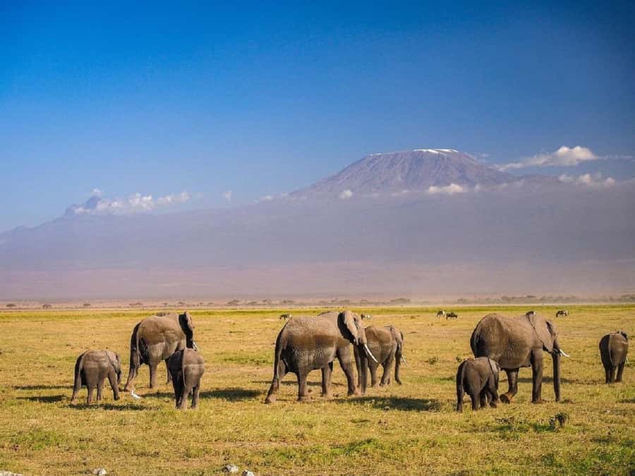Nairobi: Day Trip to Amboseli National Park - Why Leaving Nairobi Around 6:00 AM Changes Everything