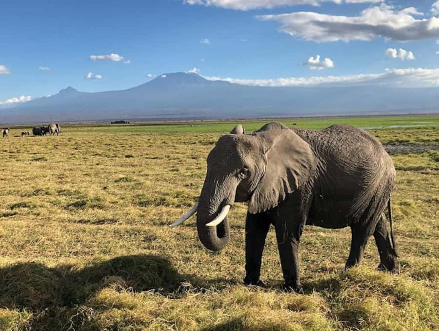 Nairobi: Day Trip to Amboseli National Park - Observation Hill: The Viewpoint That Makes the Day Trip Feel Worth It