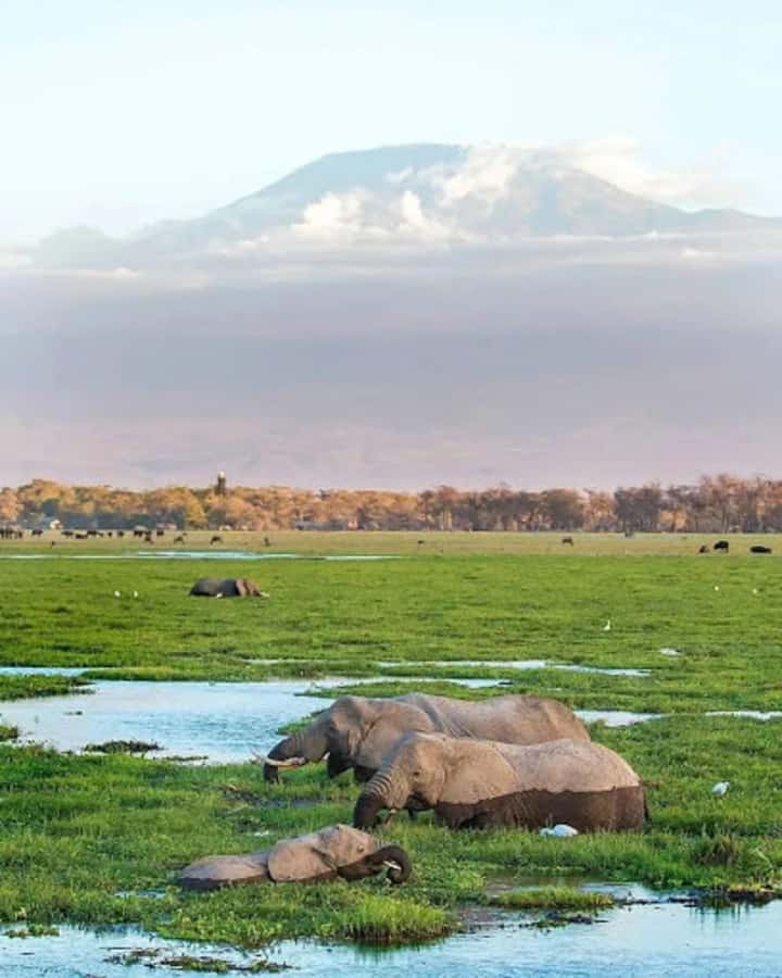 Nairobi: Day Trip to Amboseli National Park - Practical Tips Before You Go (So Your Day Runs Smooth)