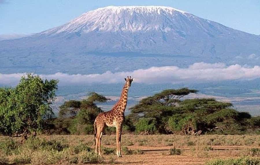 Nairobi:Day trip to Amboseli National park & Maasai village - Amboseli game drives: where elephants and birds both show up