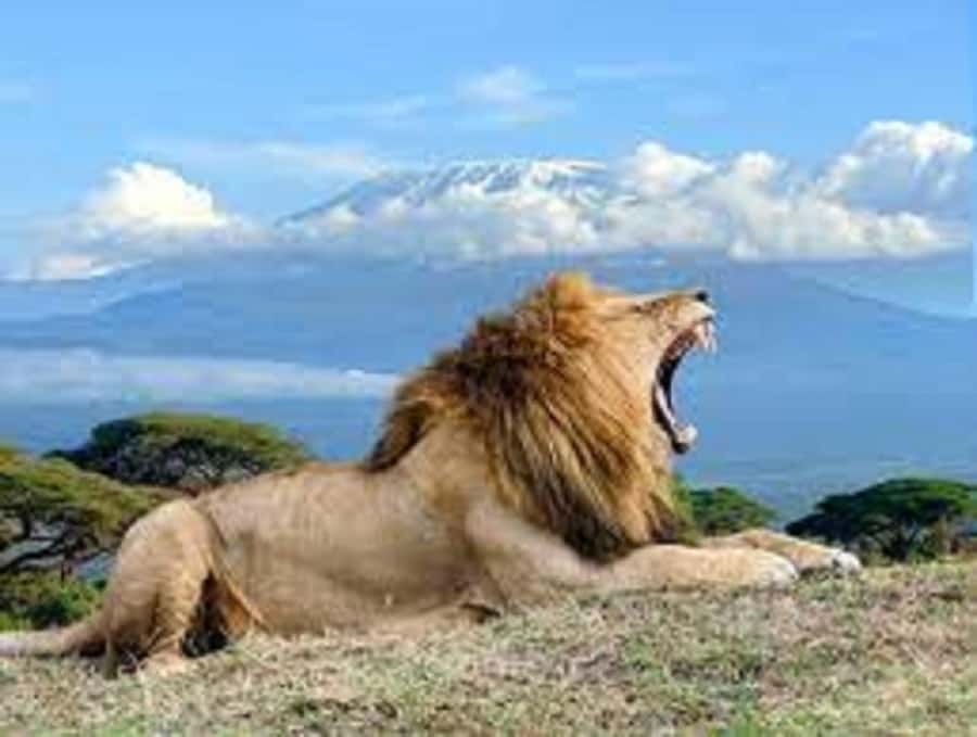Nairobi:Day trip to Amboseli National park & Maasai village - Maasai village visit: culture stop paired with a wildlife day