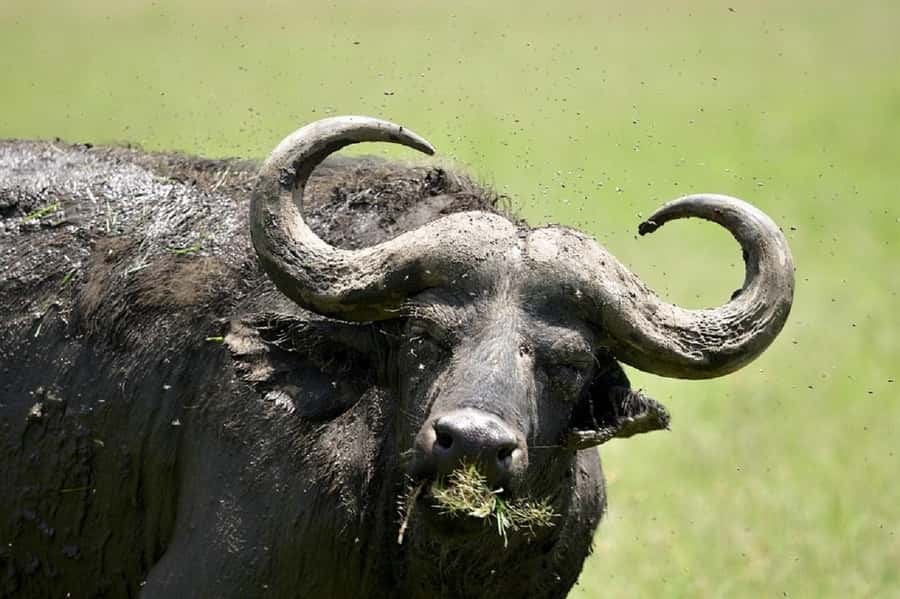 Nairobi:Day trip to Amboseli National park & Maasai village - Group tour reality: comfort, timing, and flexibility