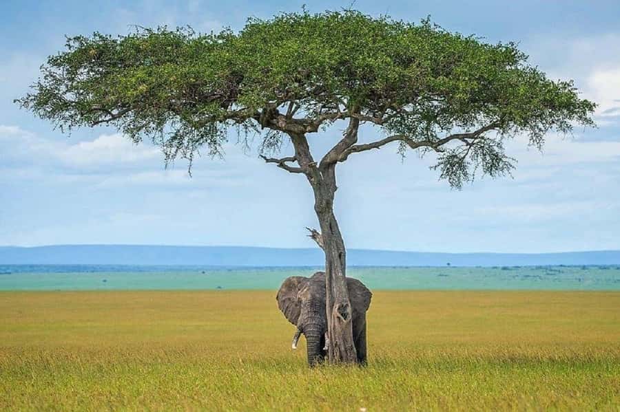 Nairobi:Day trip to Amboseli National park & Maasai village - What you will likely see: planning your expectations